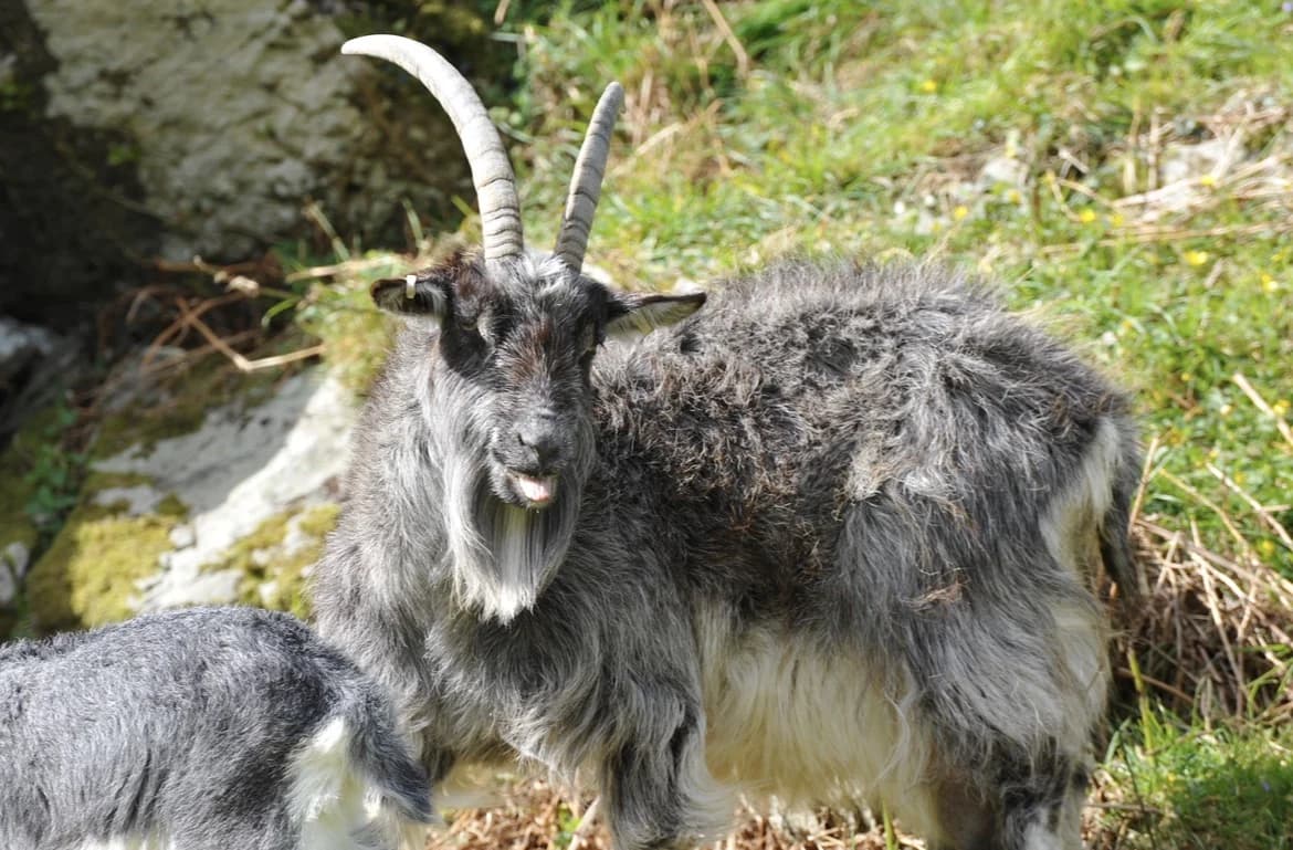 A long-haired goat standing on a rocky, grassy slope