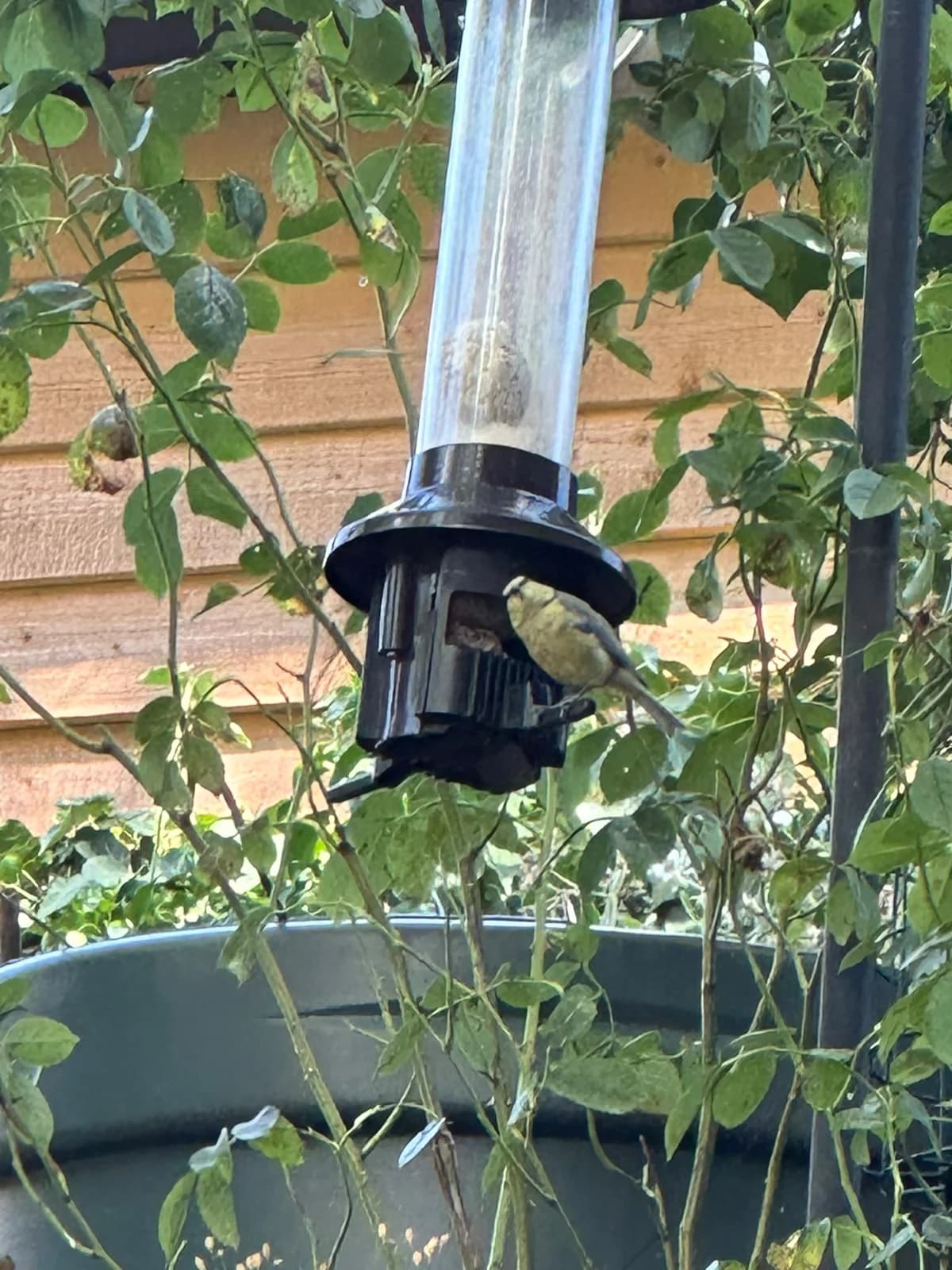 A blue tit perched on a garden seed feeder