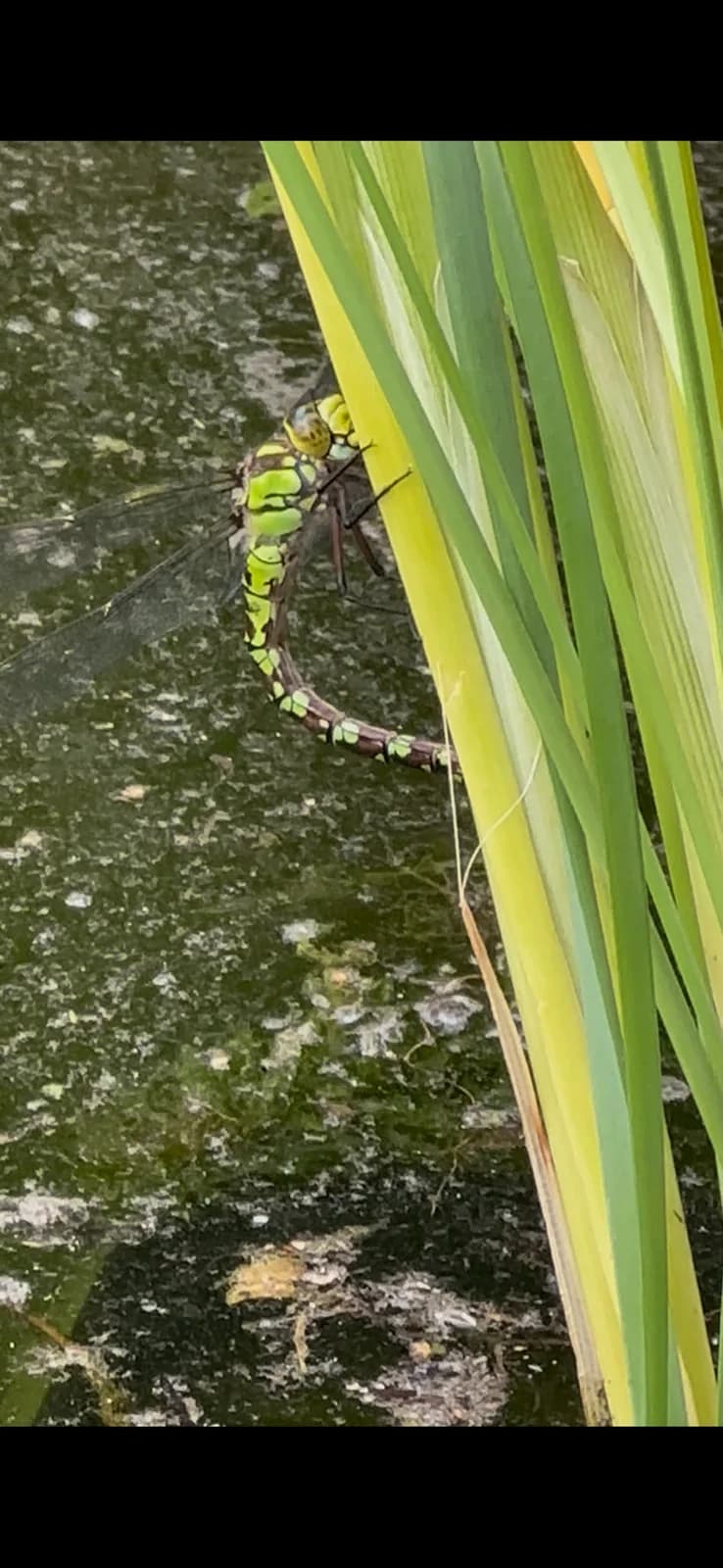 A hawker dragonfly resting beside green leaves