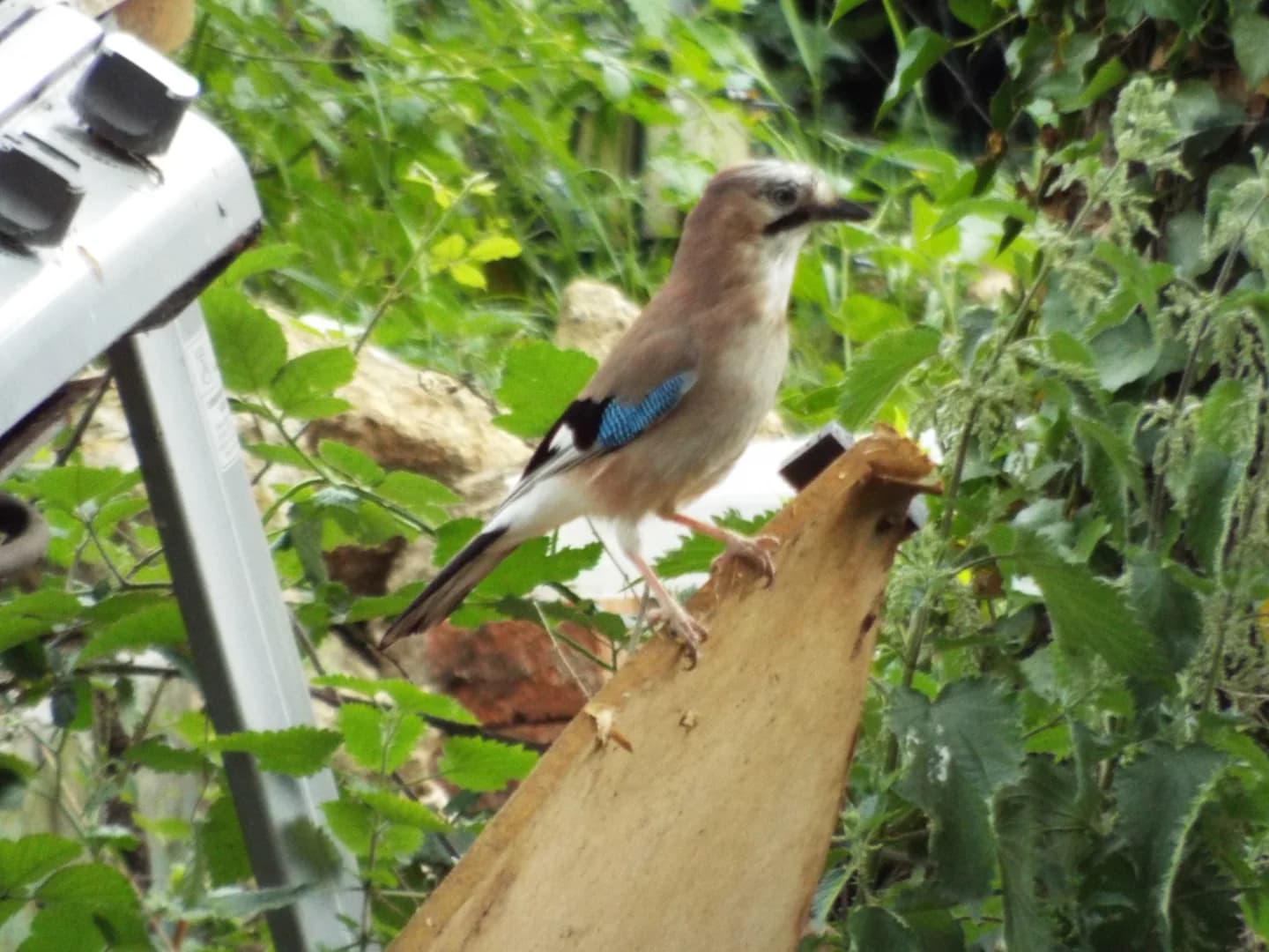 A jay perched among plants in a garden