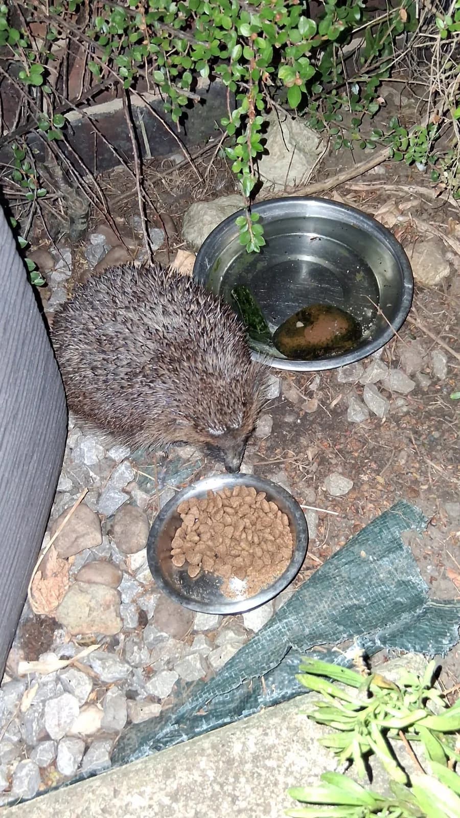 A hedgehog beside food and water bowls in a garden