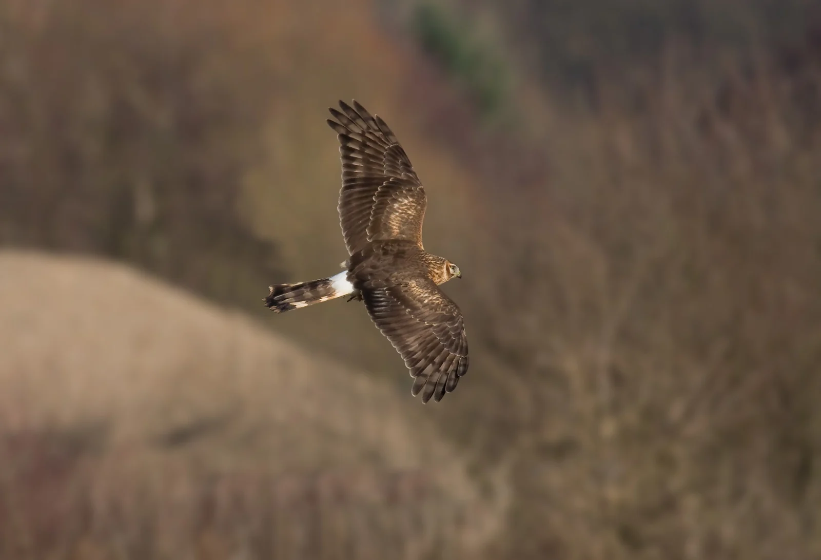 A female hen harrier banking in flight