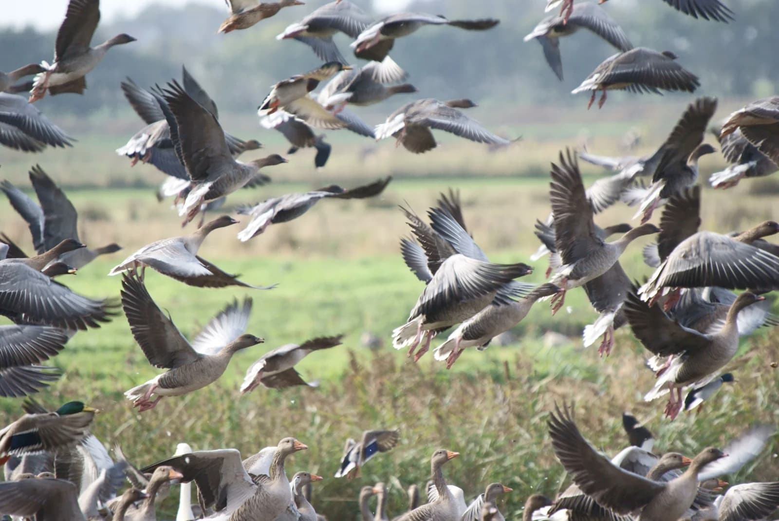 Pink-footed geese taking flight at Martin Mere