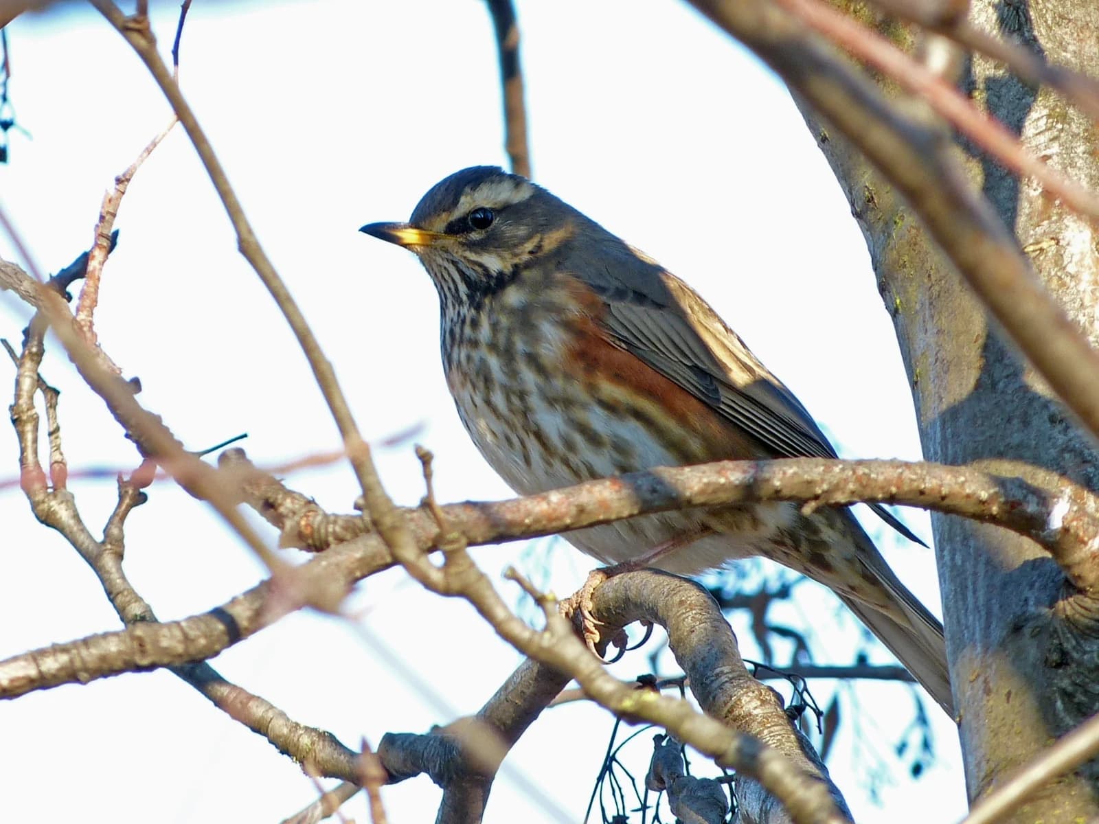 A redwing perched among branches
