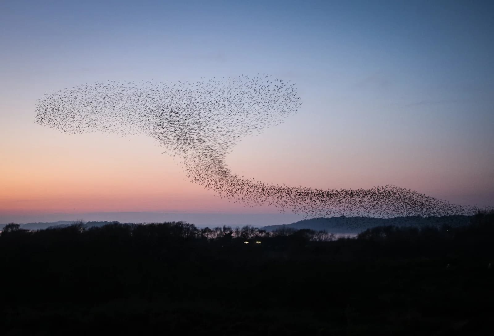 A starling murmuration above Studland at dusk