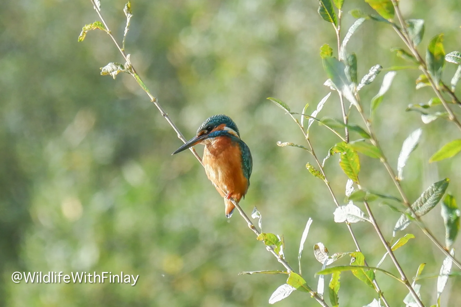 A kingfisher perched among leafy branches