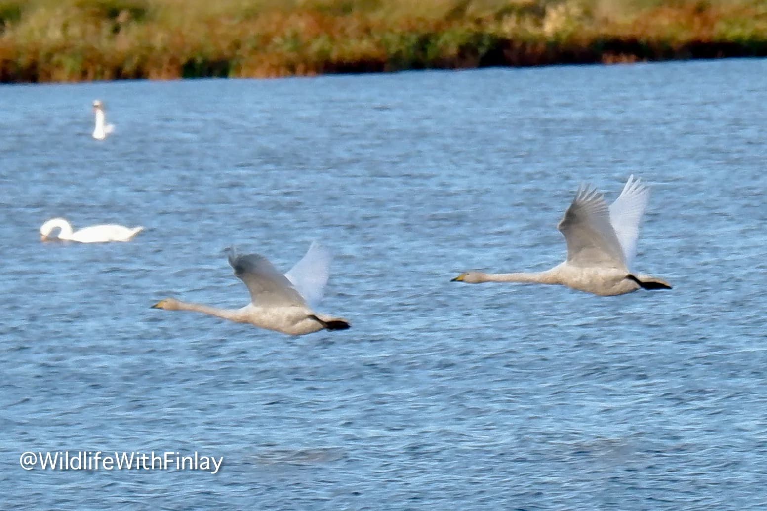 Two whooper swans flying low over water